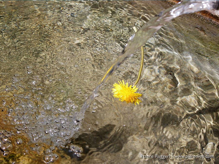 27 - Fiore di Tarassaco.JPG